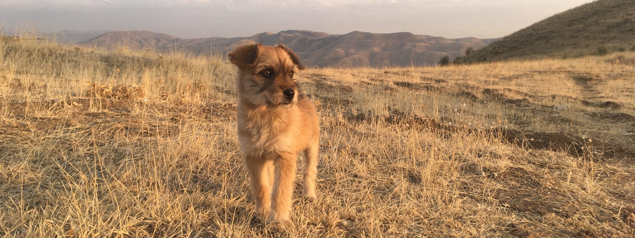 Armenien mit Fellnase